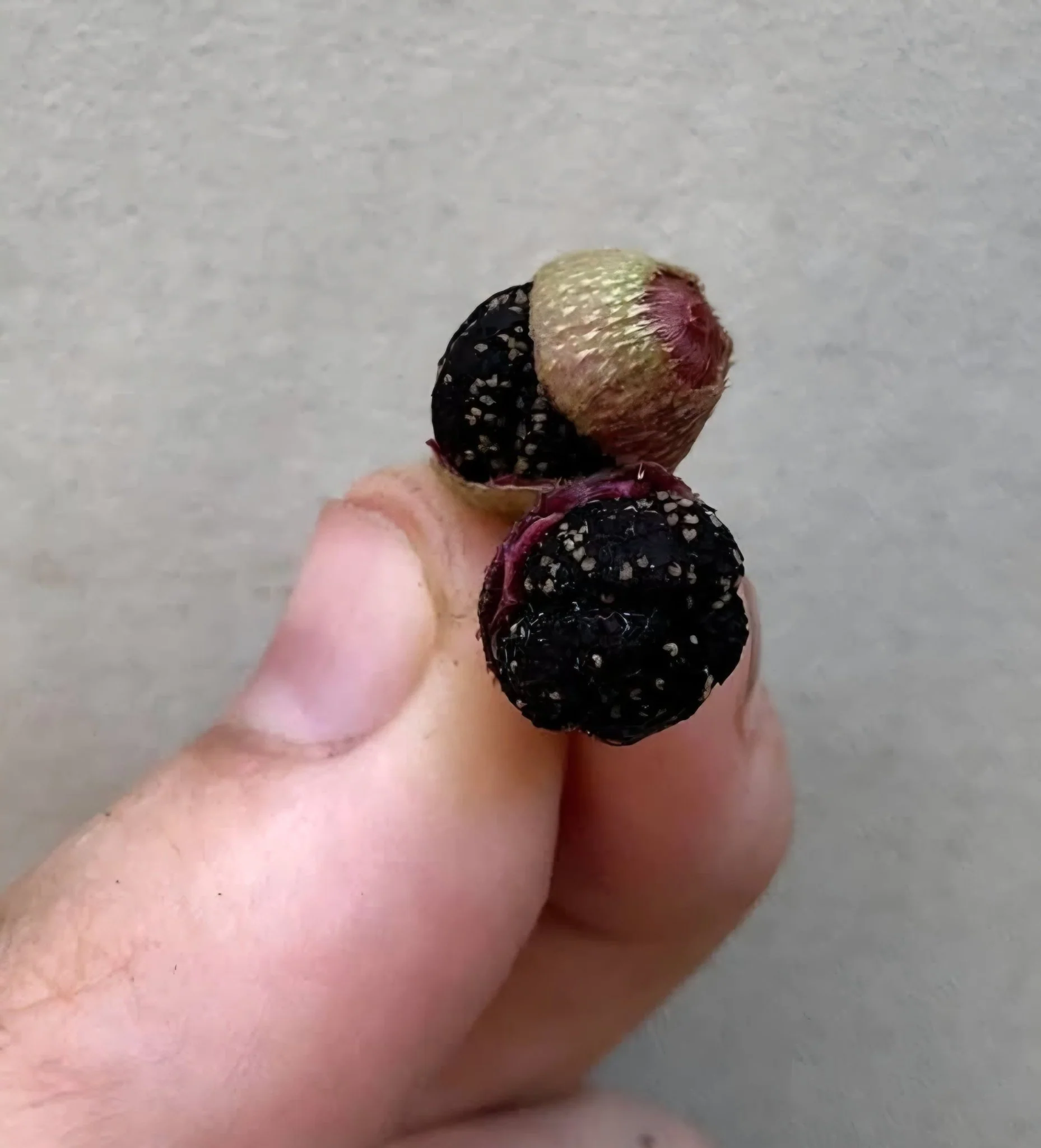 Thumb 5